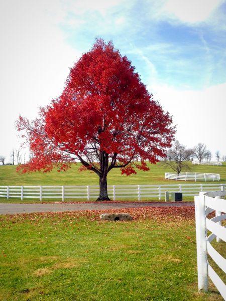 Maple Tree Pruning Service