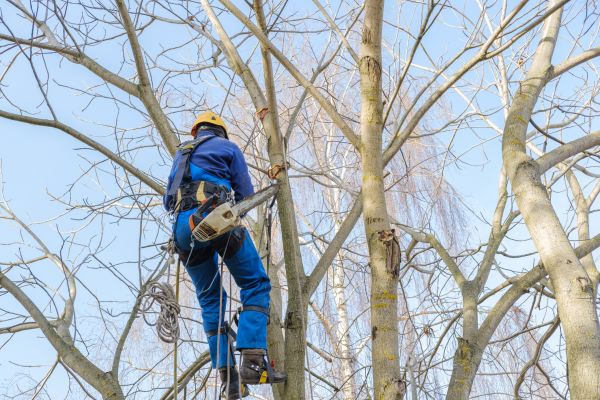 Large Tree Trimming in Morgan Hill