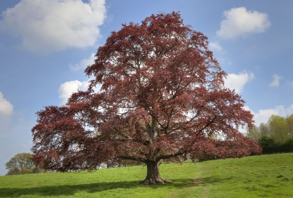 Beech Tree Pruning in Morgan Hill