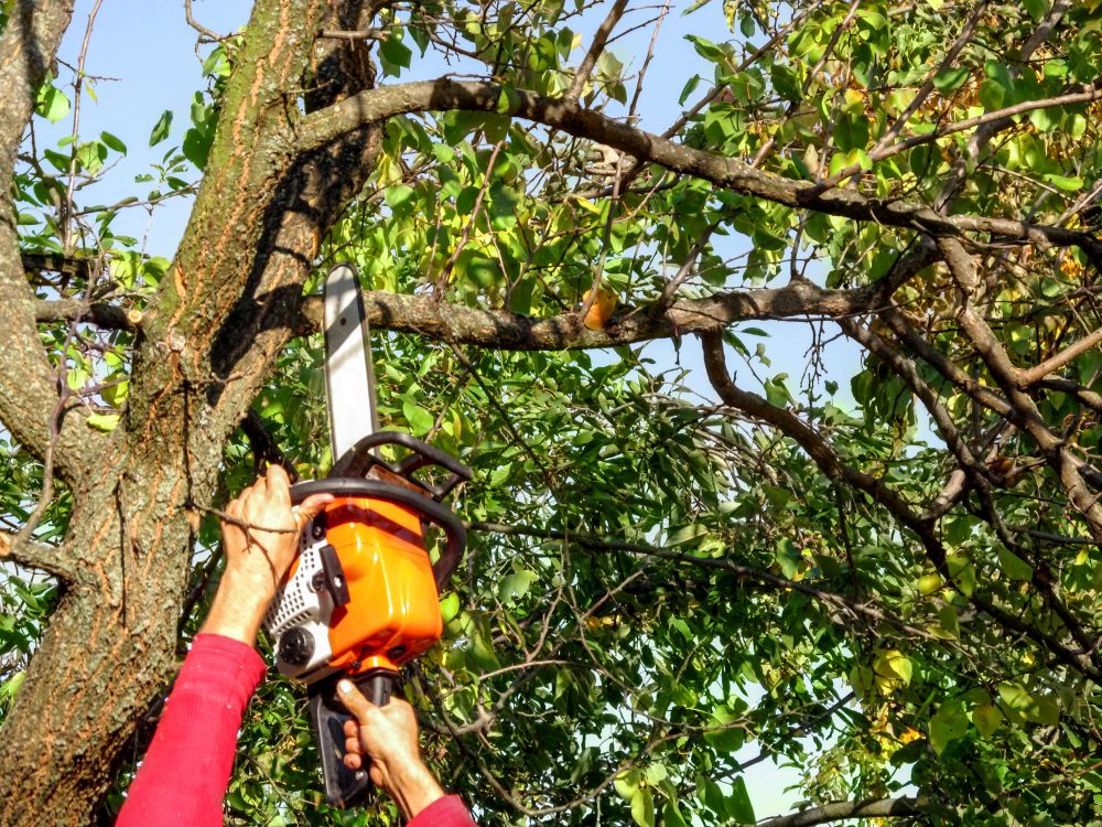 Tree Branch Shaping