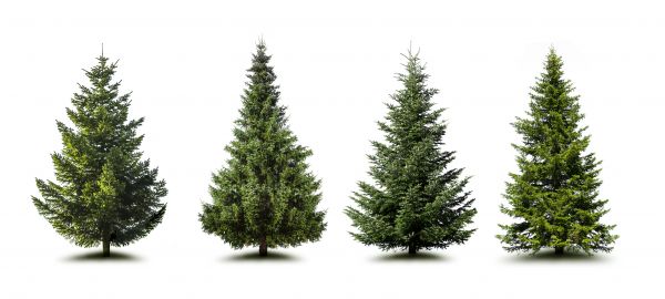 Cost of Pine Tree Trimming in Morgan Hill