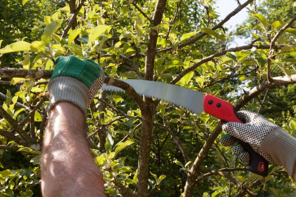 Apple Tree Trimming in Morgan Hill