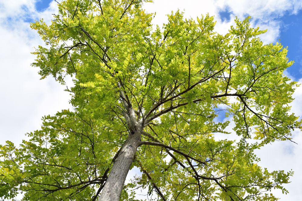 Ash Tree Trimming