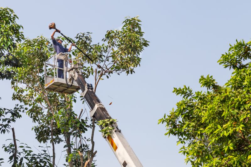 Tree Trimming