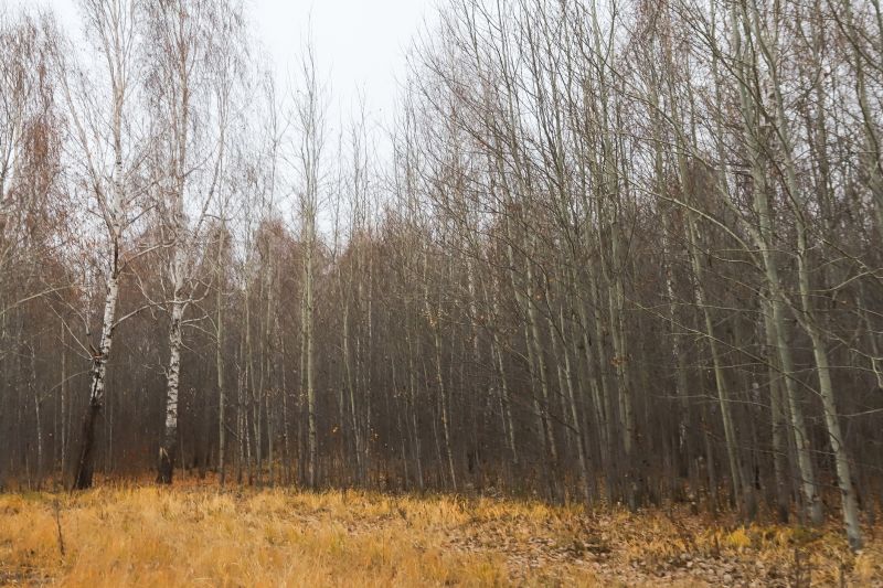 Birch Tree Pruning