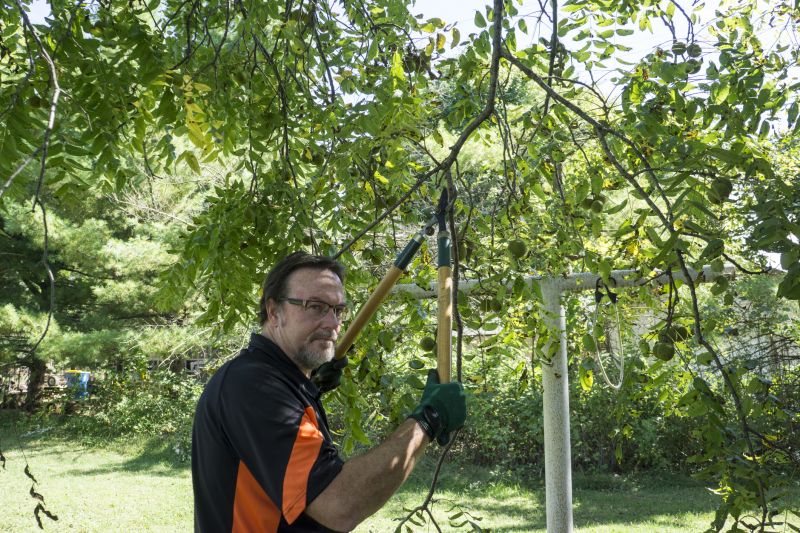 Cedar Tree Pruning