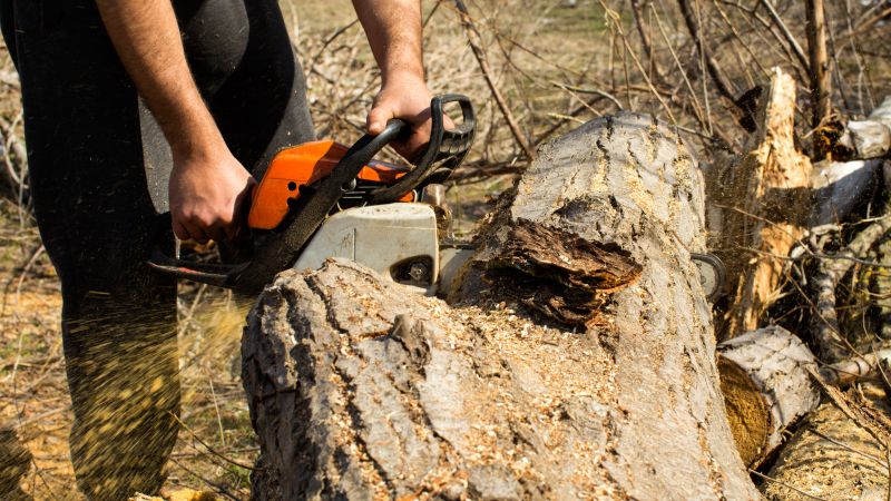 Cedar Tree Trimming