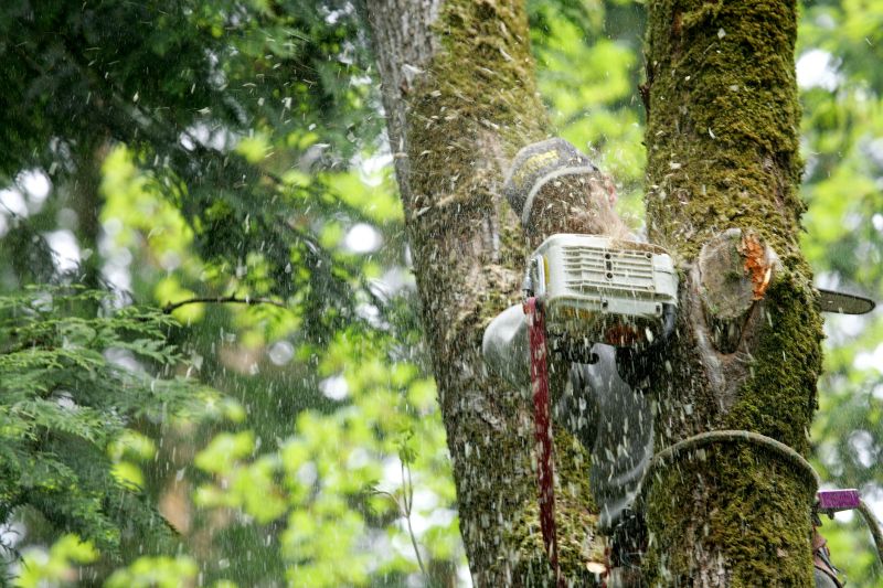 Commercial Tree Service