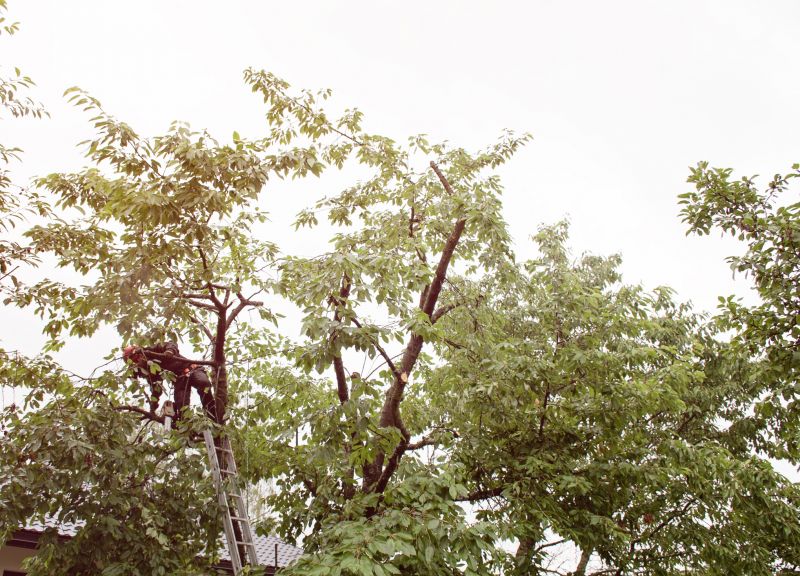 Tree Trimming