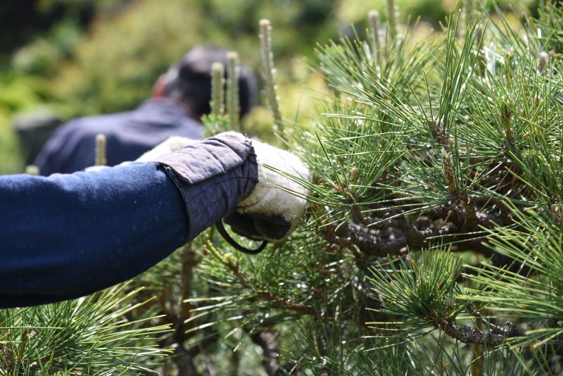 Cypress Tree Pruning