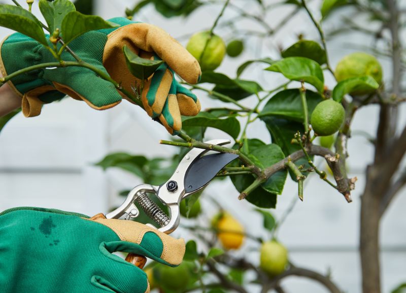 Cypress Tree Pruning