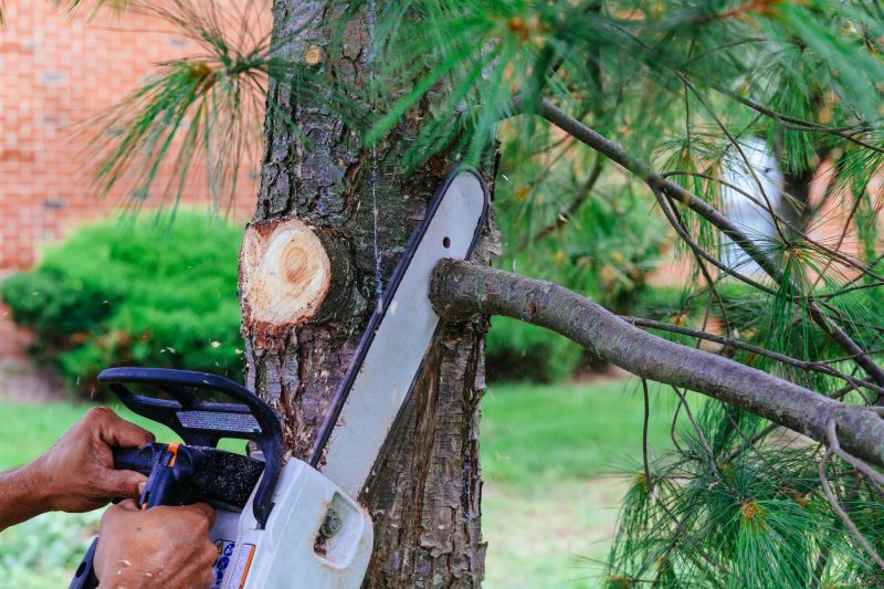 Dead Branch Removal