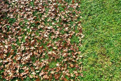 Removing Leaves from Property