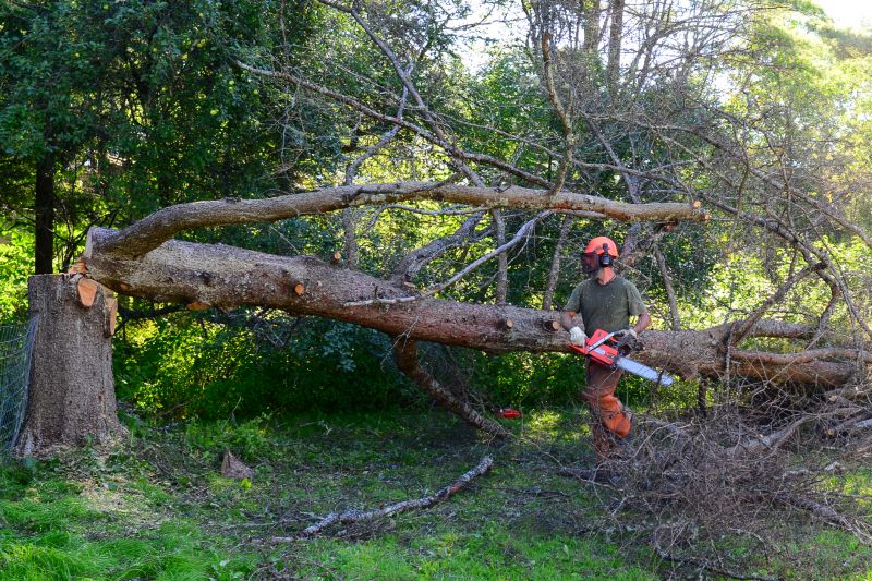 Residential Tree Removal