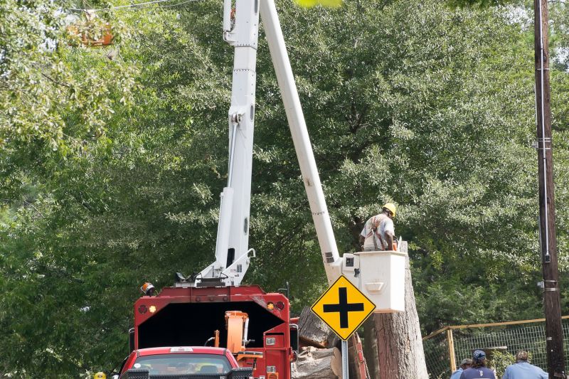 Commercial Tree Service detail