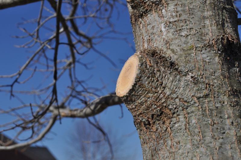 Tree Canopy Thinning detail