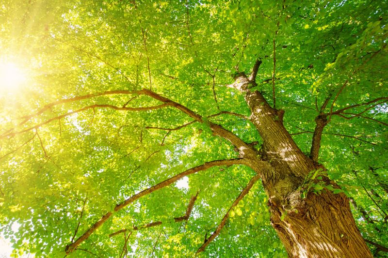 Tree Canopy Thinning detail