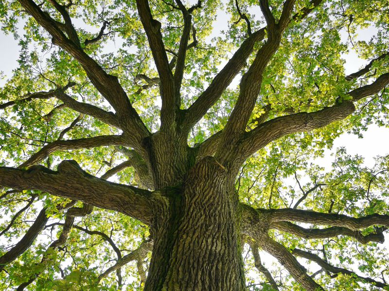Tree Crown Shaping detail