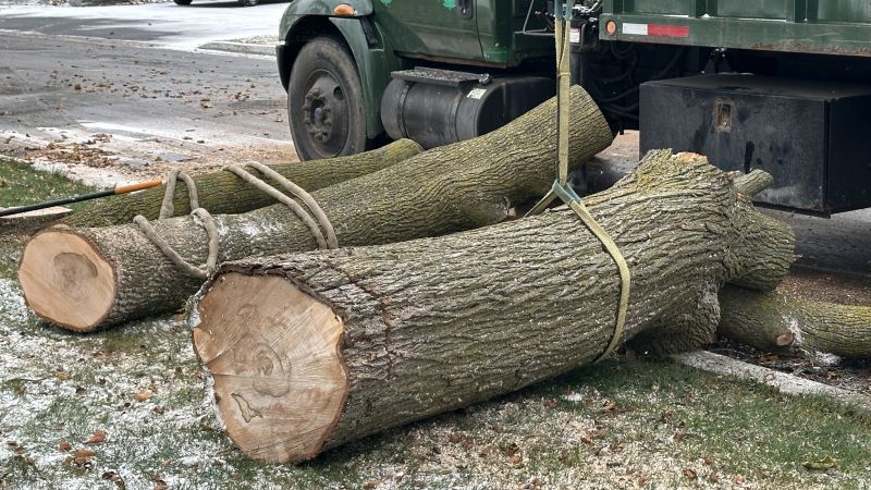 Tree Limbs Removal detail