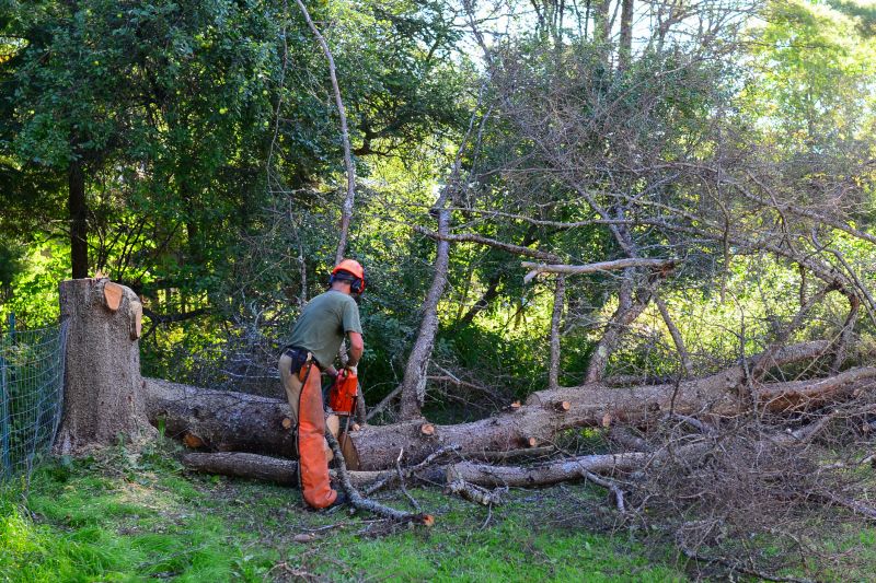 Tree Service detail