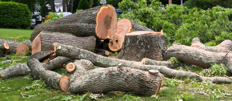 Tree Shaping Service detail