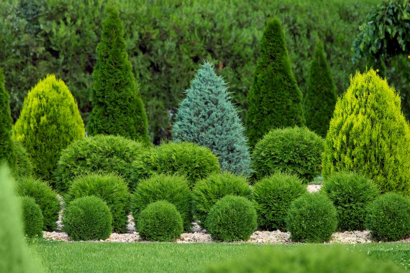 Tree Shaping Service detail