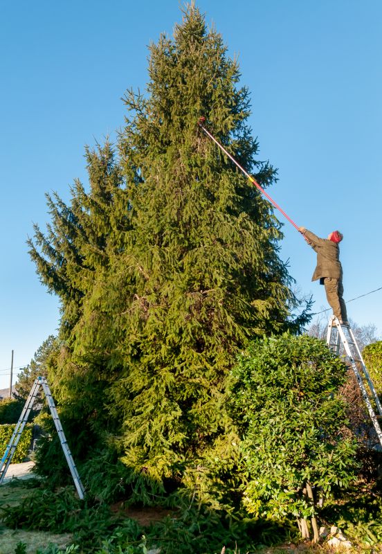 Tree Trimming Service detail