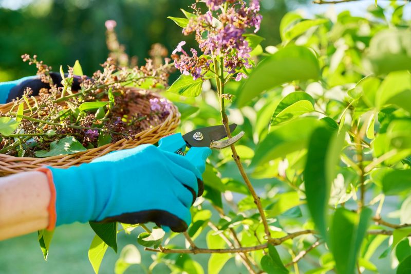 Magnolia Tree Pruning