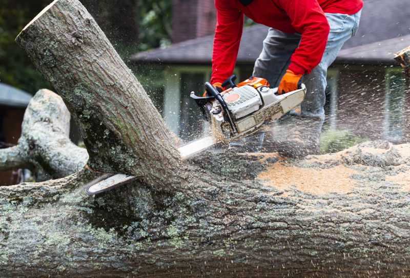 Oak Tree Pruning