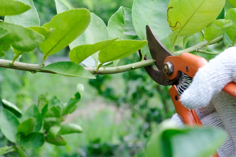 Orange Tree Pruning