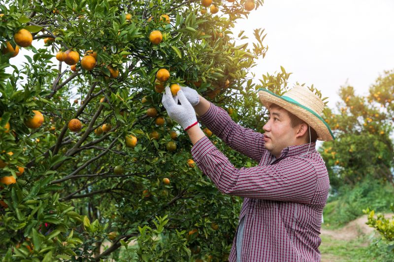Orchard Tree Pruning