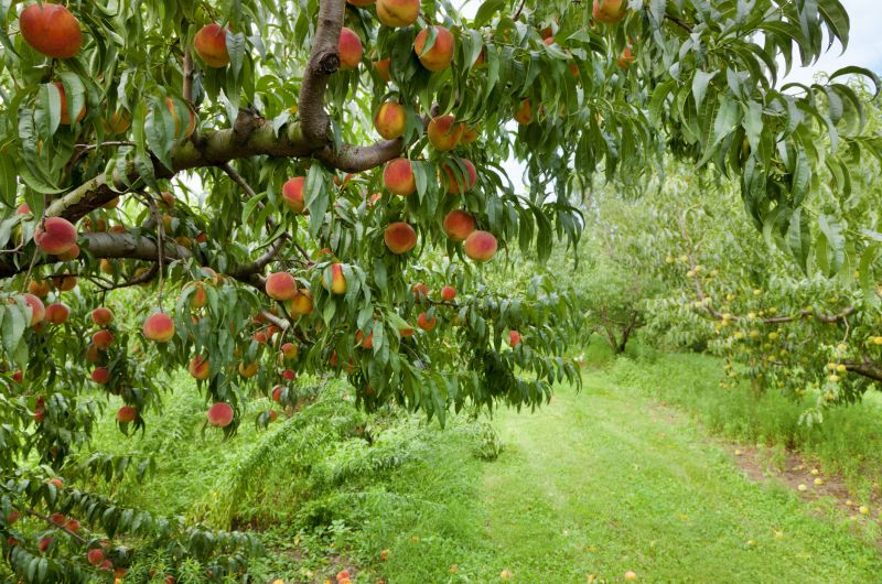 Peach Tree Pruning