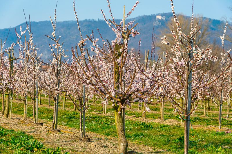 Peach Tree Pruning