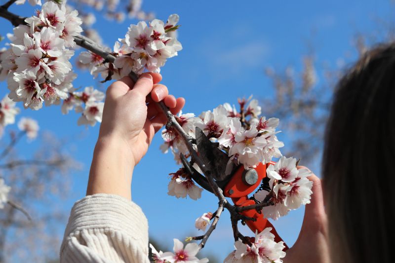 Peach Tree Trimming