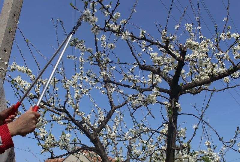 Peach Tree Trimming
