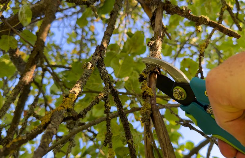 Pear Tree Pruning