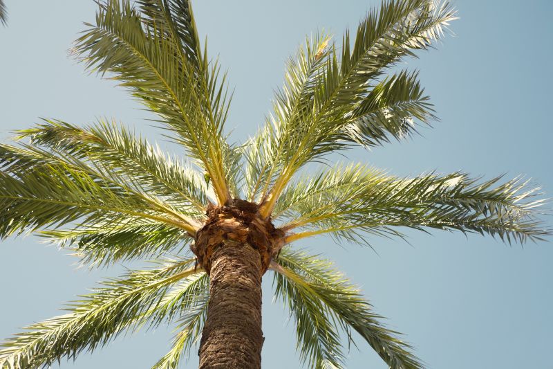 Queen Palm Tree Trimming