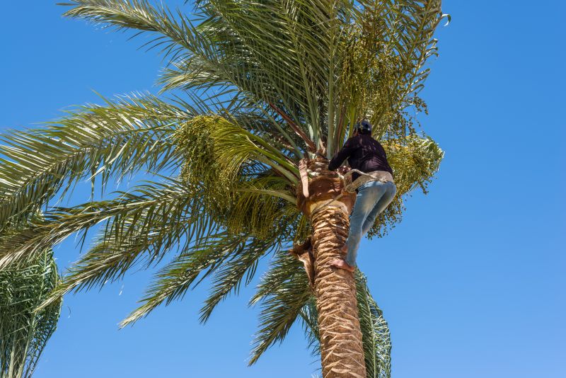 Queen Palm Tree Trimming