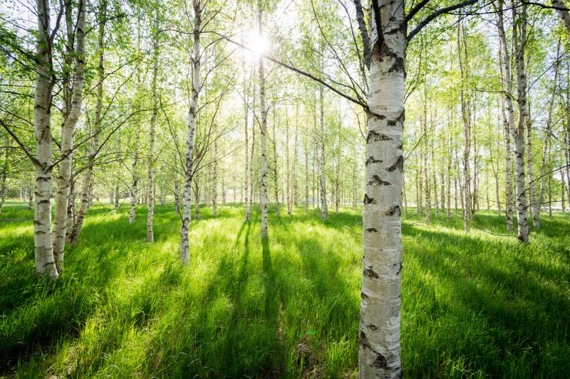 River Birch Pruning