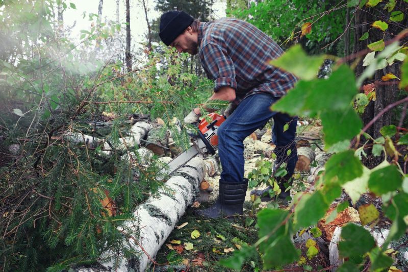 River Birch Pruning