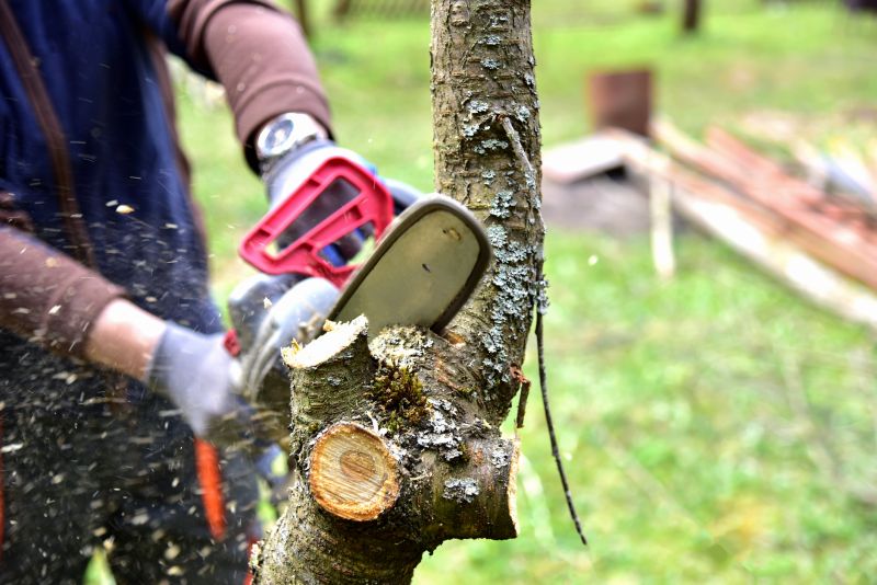 The Importance Of Regular Tree Trimming For Property Safety
