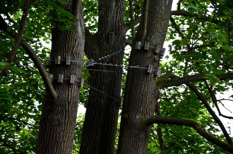 Tree Crown Shaping