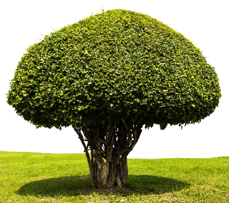 Tree Crown Shaping