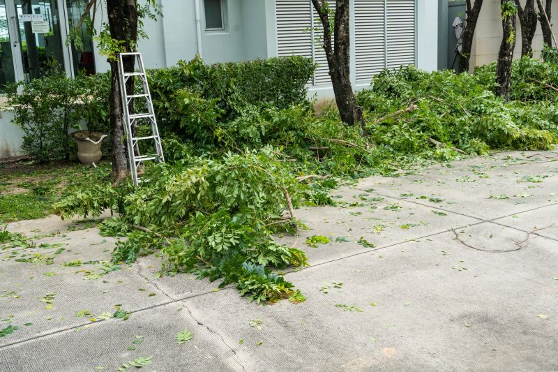 Tree Limbs Removal
