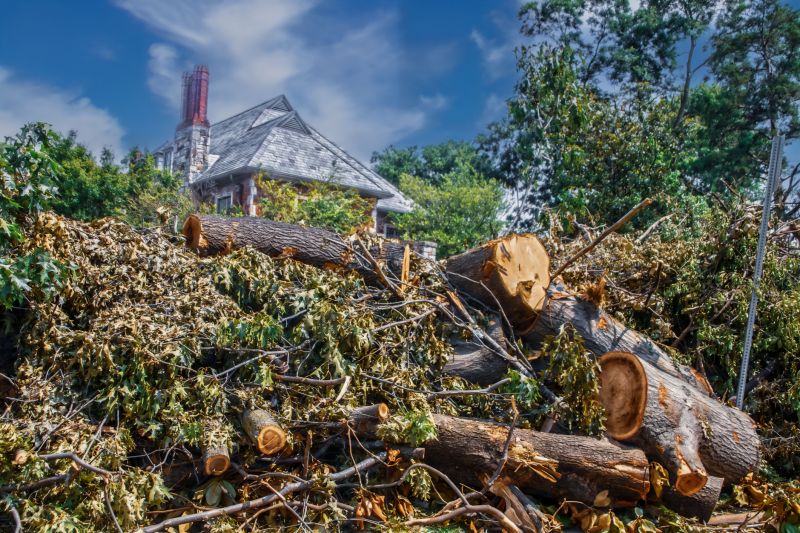 Tree Limbs Removal