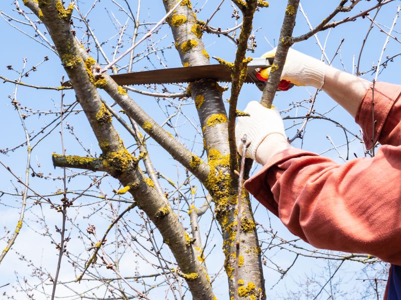Tree Maintenance Service
