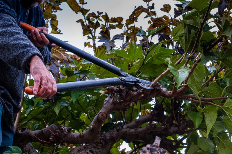 Tree Shearing