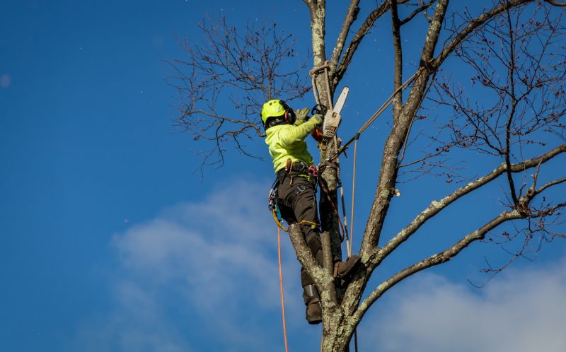 Safe Tree Removal