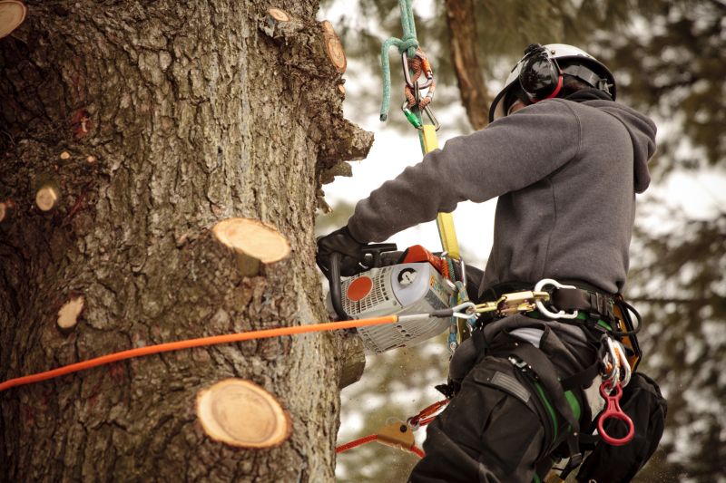Tree Health Assessment