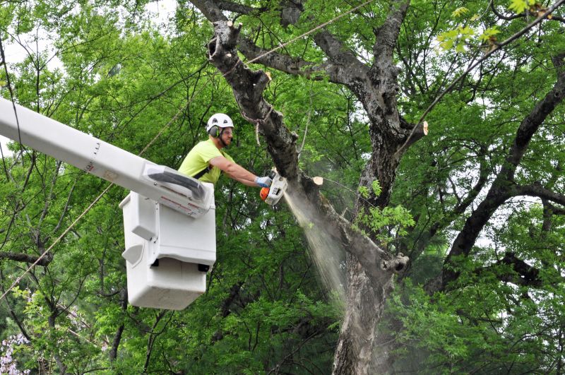 Safety Tree Removal
